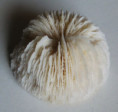 /products/trochus-conus-sea-sponge/